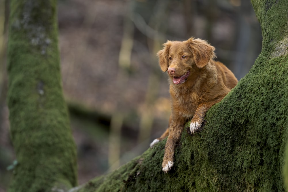 a dog is sitting on a mossy tree