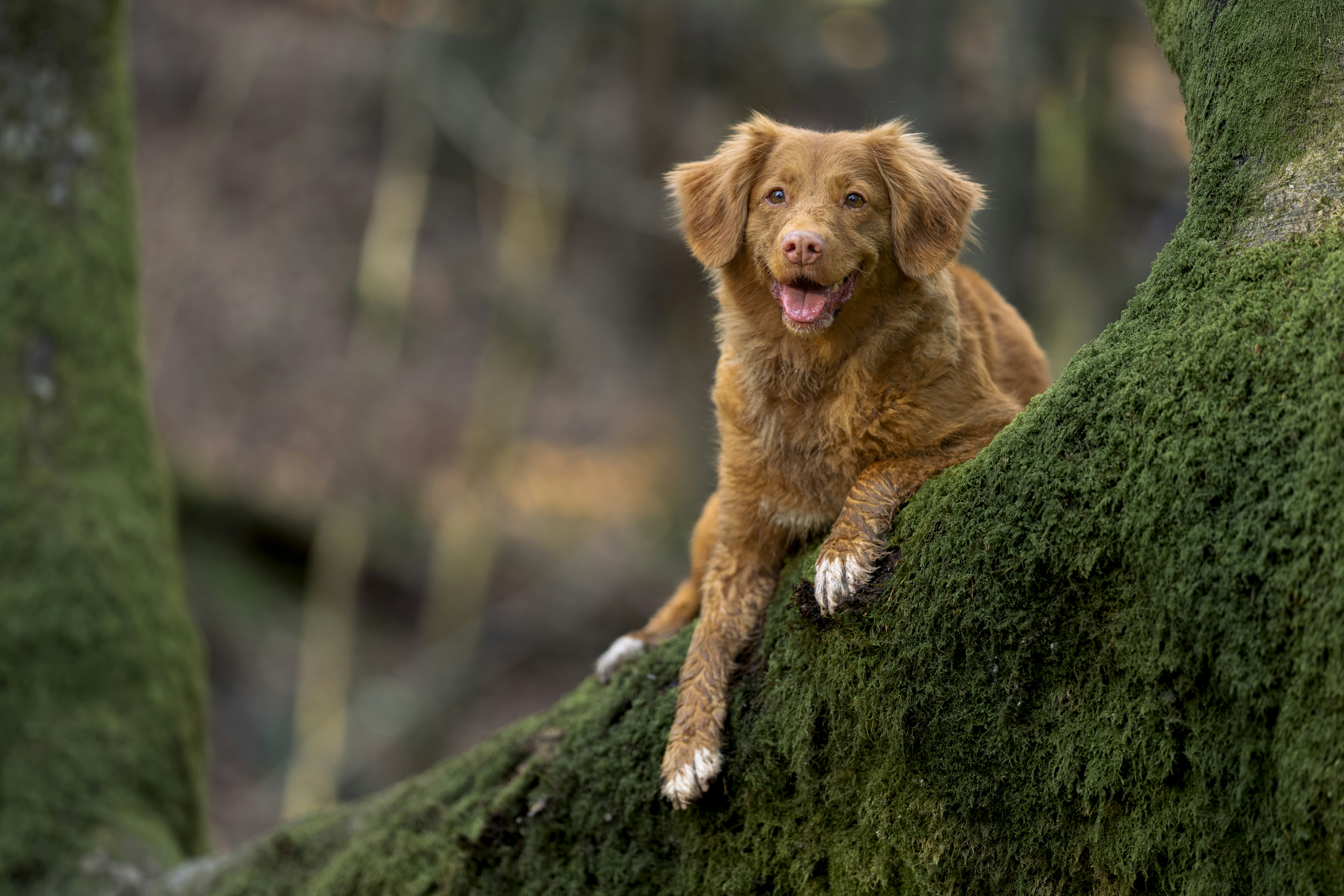 a dog is sitting on a mossy tree