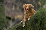 a dog is sitting on a mossy tree