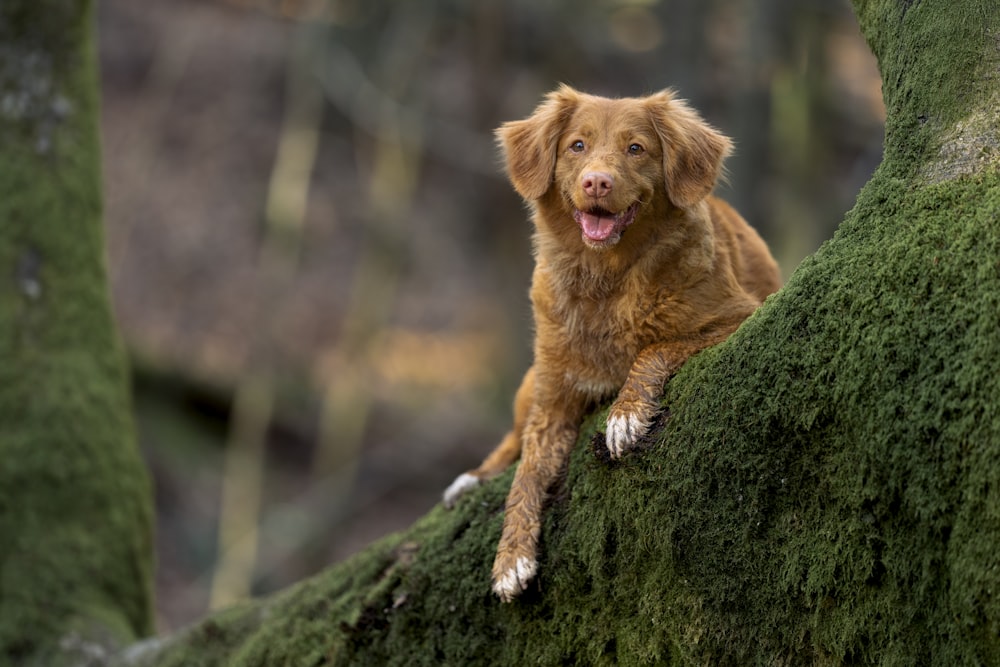 a dog is sitting on a mossy tree