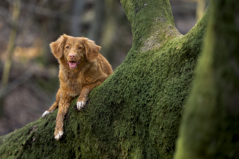 a dog that is sitting on a mossy tree