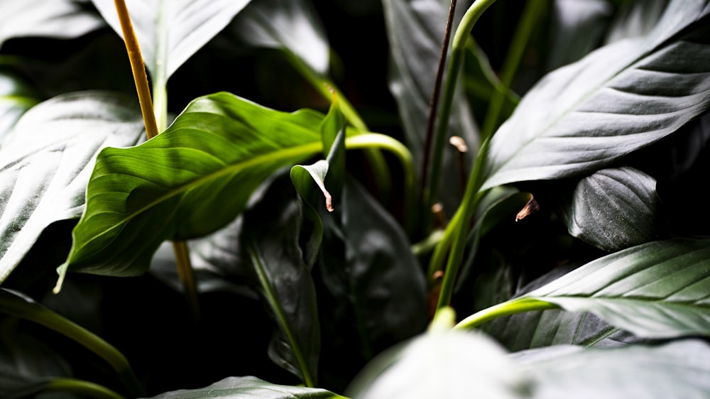 a close up of a plant with green leaves