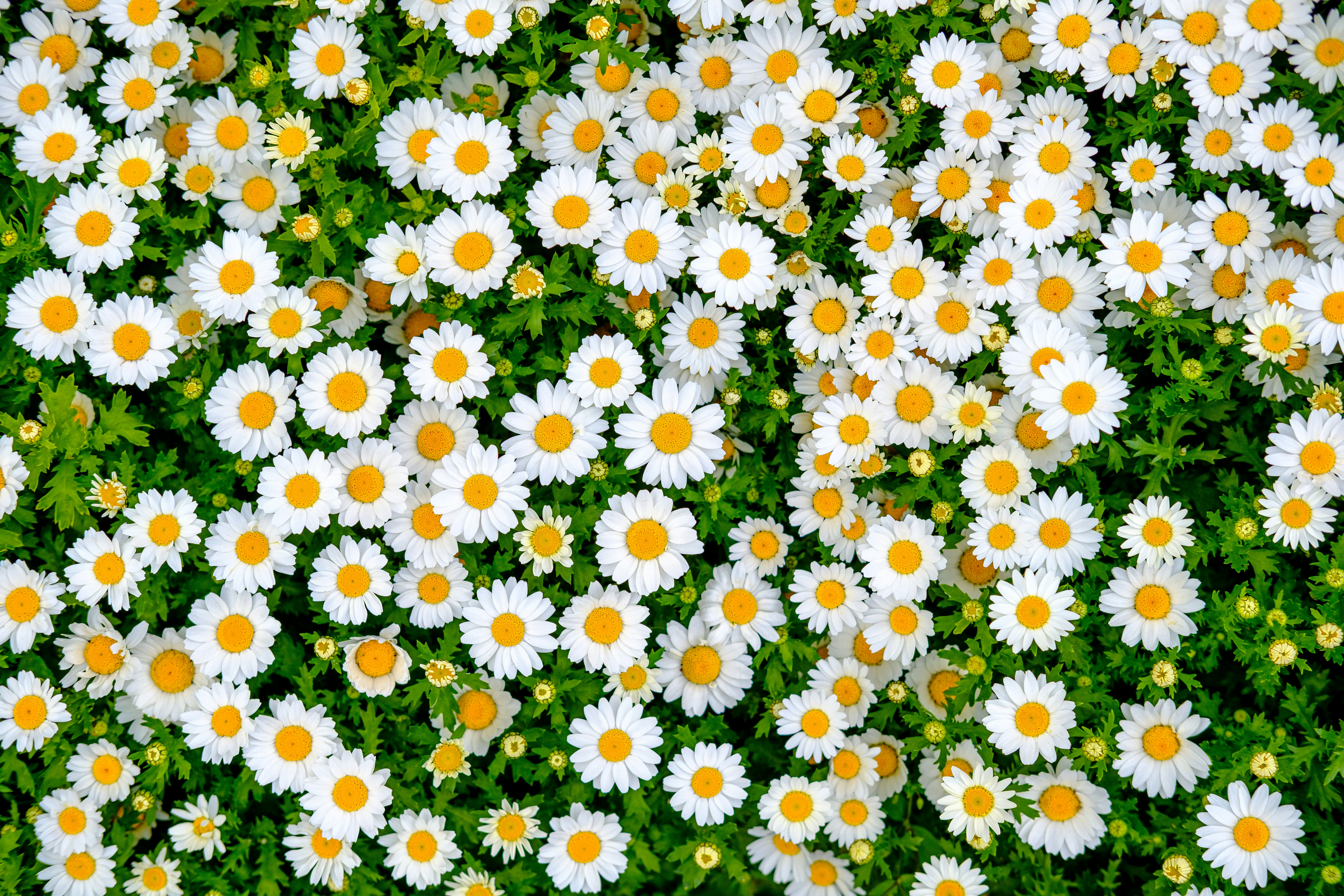 a field full of white and yellow daisies