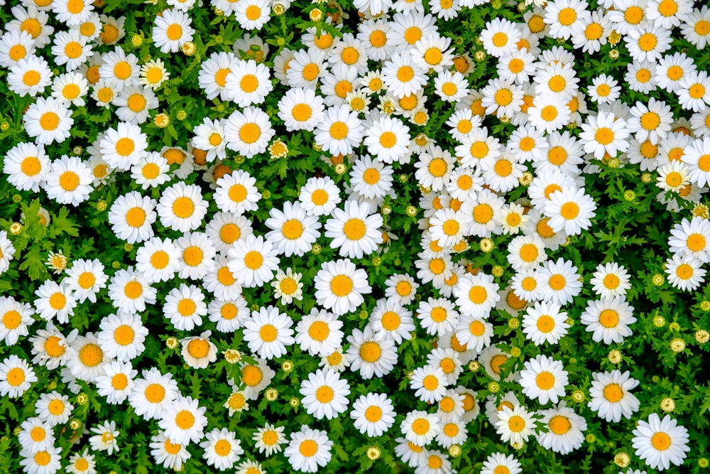 Un champ plein de marguerites blanches et jaunes