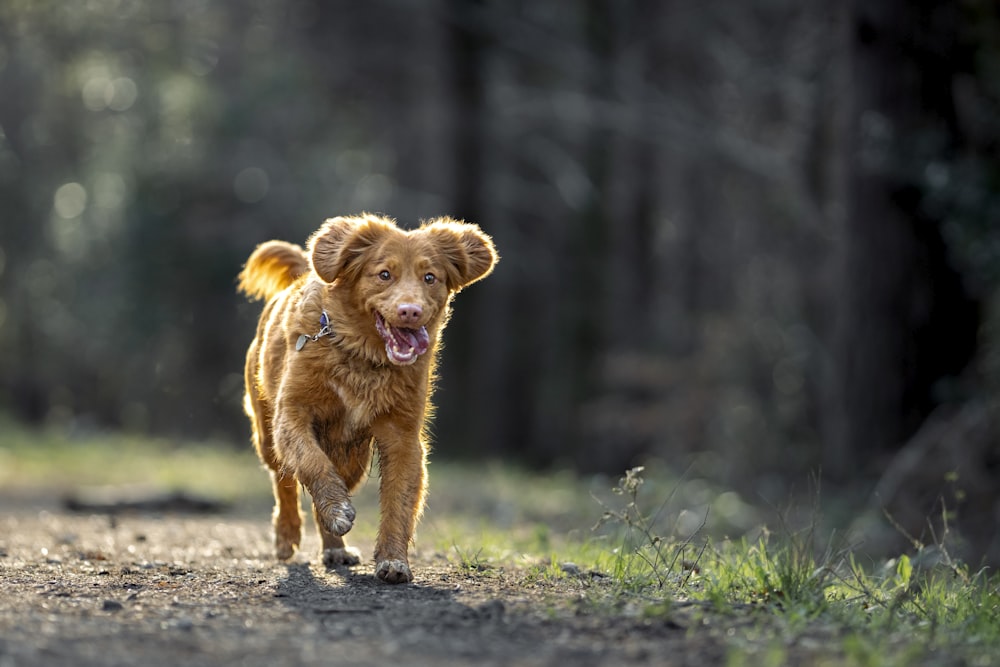 a small brown dog walking down a dirt road