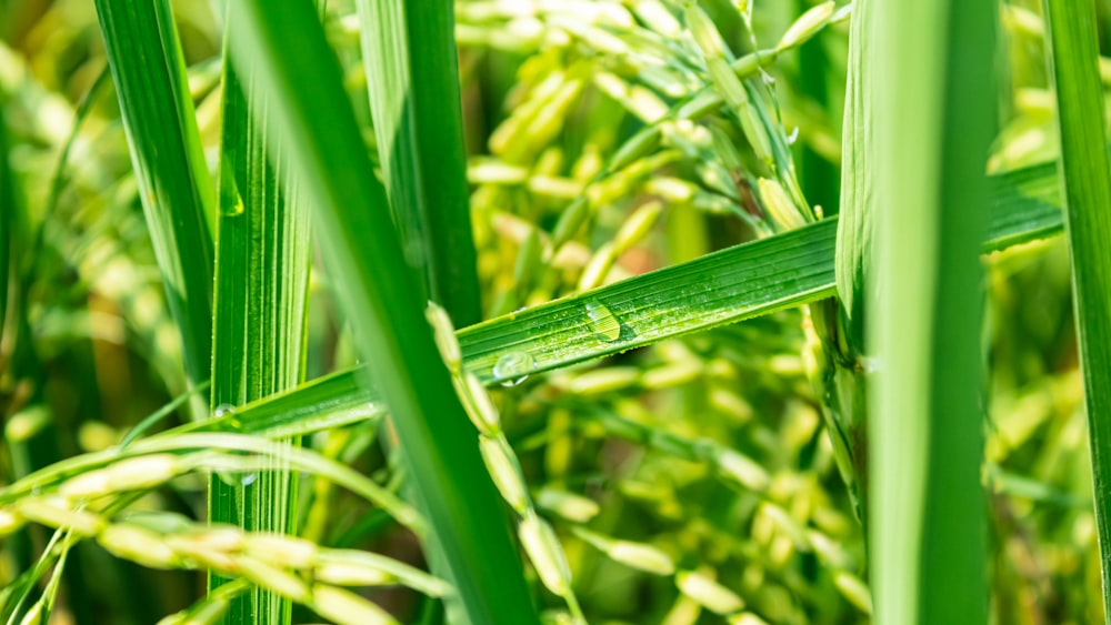 a close up of a green grass with drops of water on it