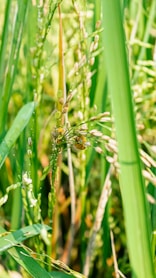a bug is sitting on a plant in the grass