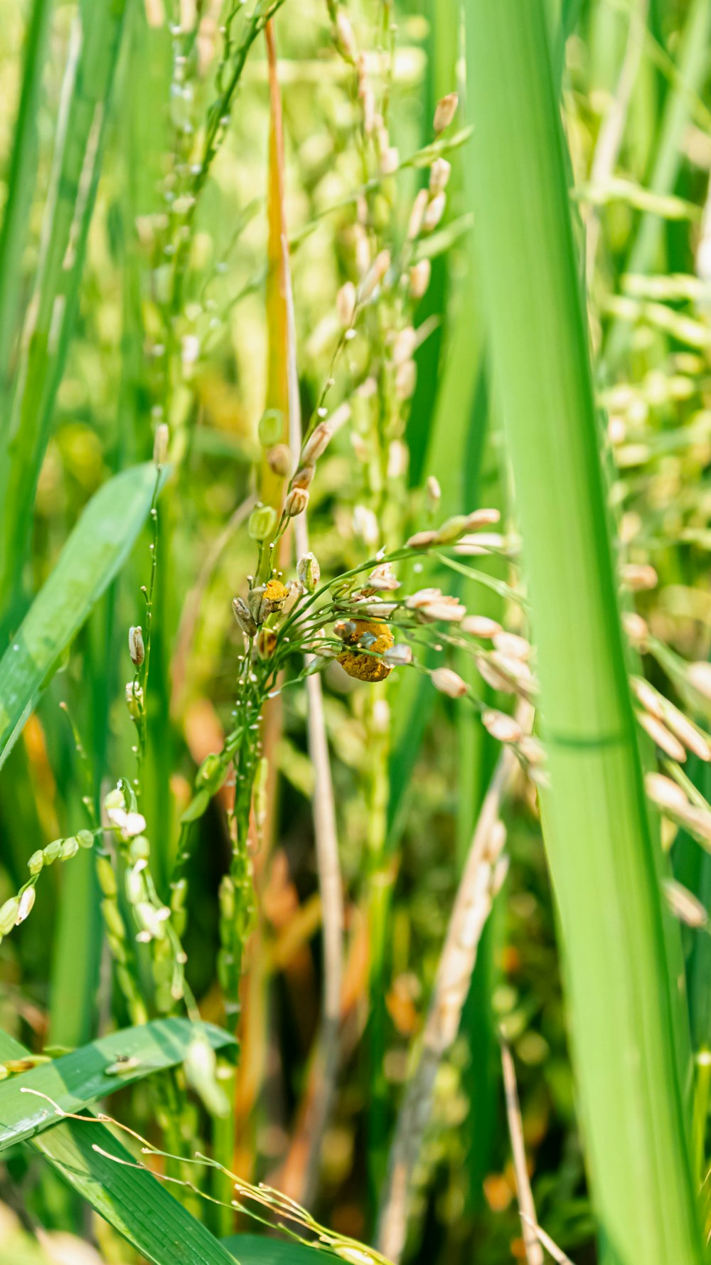 a bug is sitting on a plant in the grass