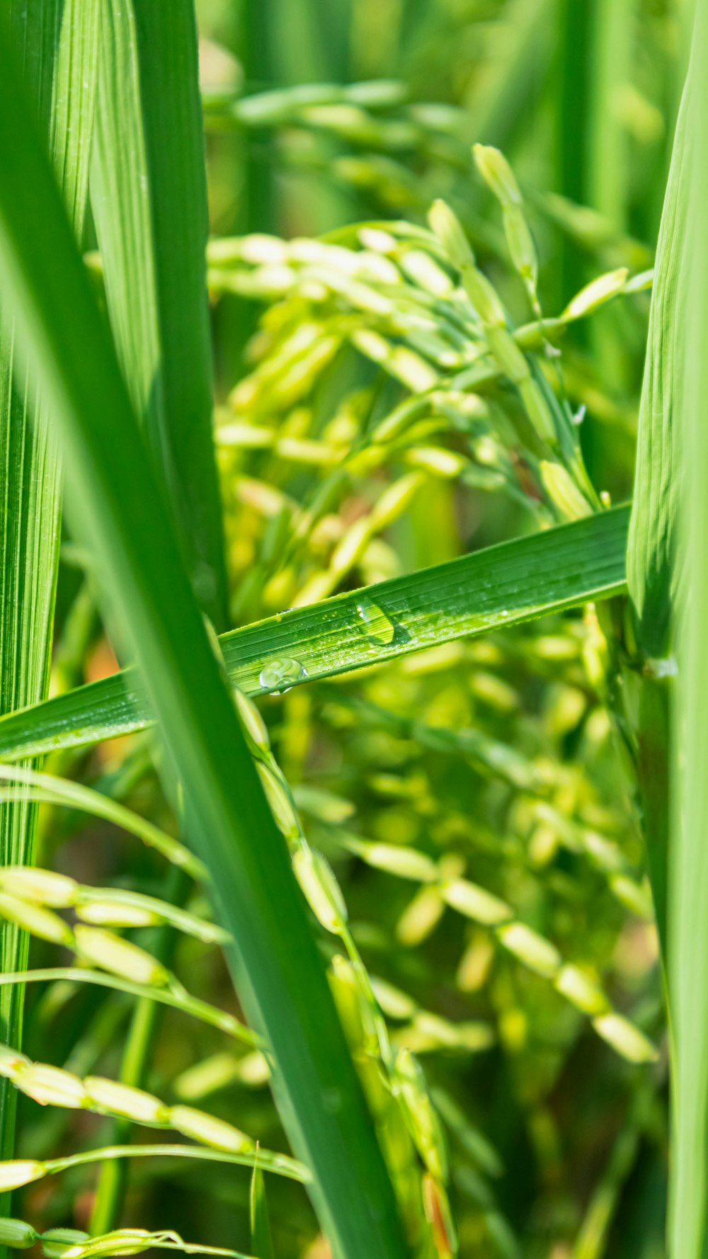 a close up of a green plant with drops of water on it