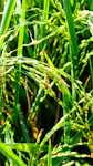 a close up of a bunch of green grass