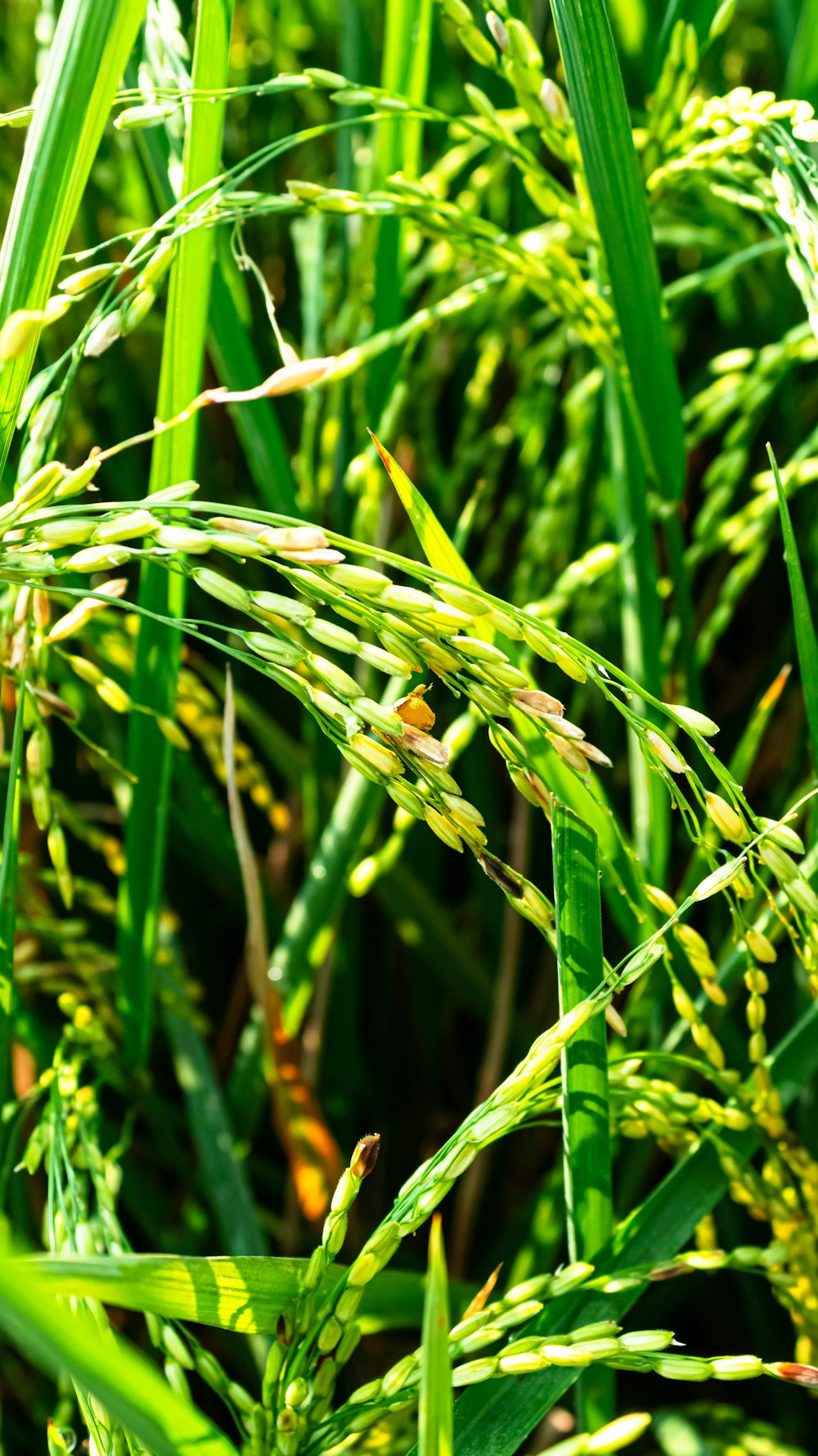 Un gros plan d’un bouquet d’herbe verte