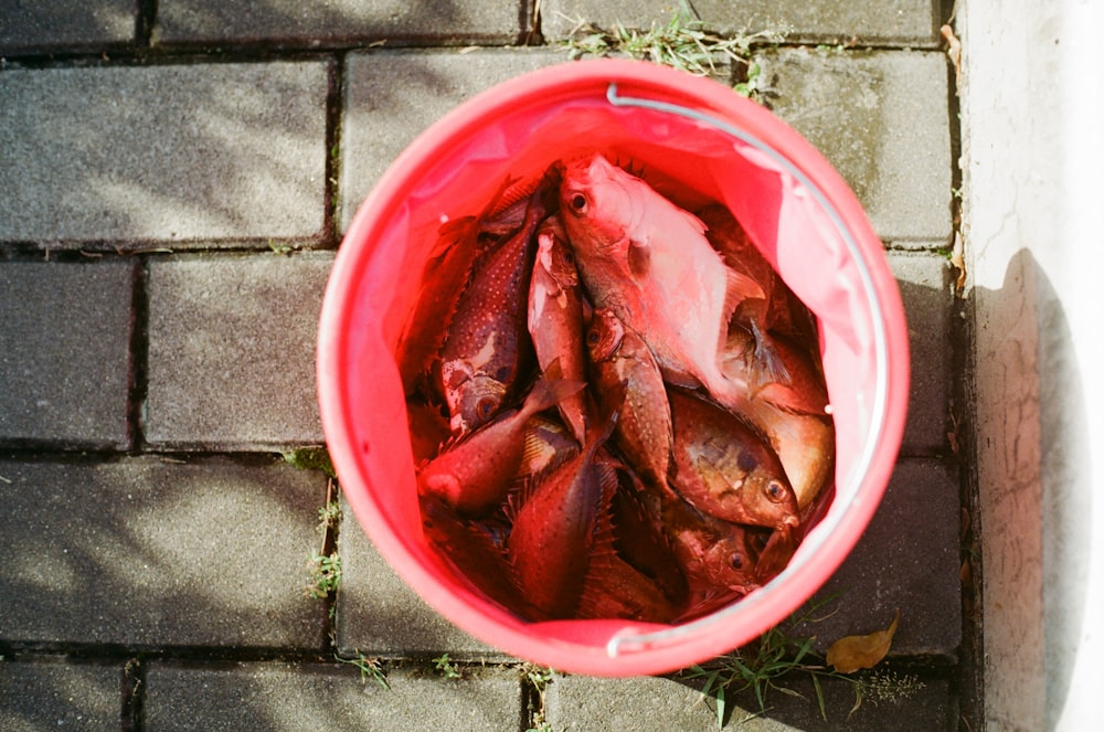a bucket full of fish sitting on the ground