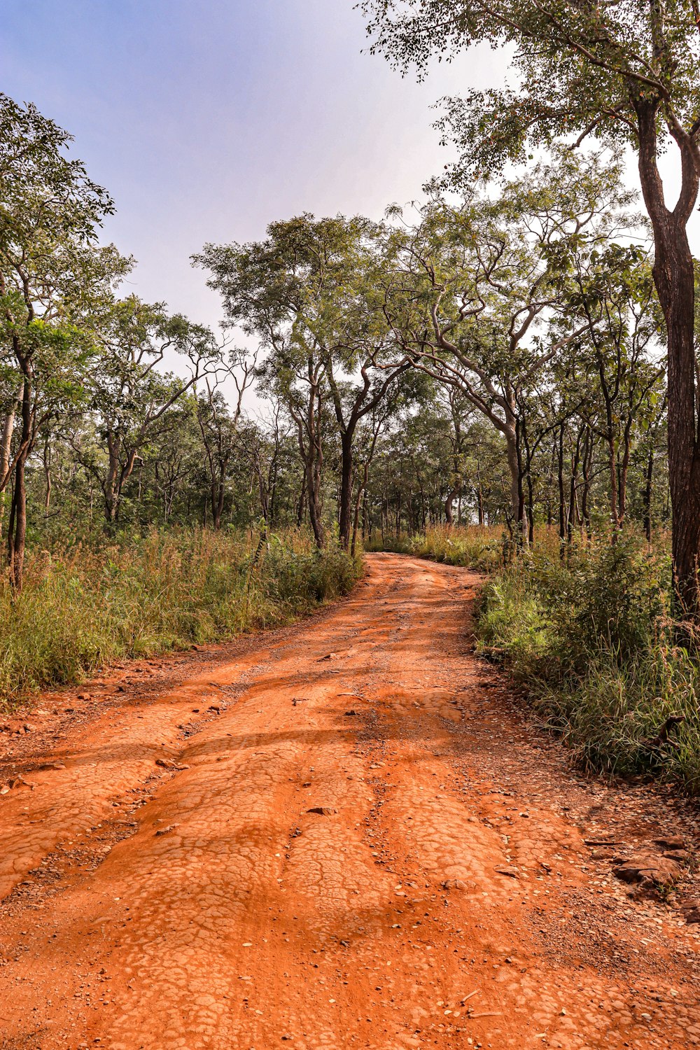 a dirt road surrounded by trees and grass