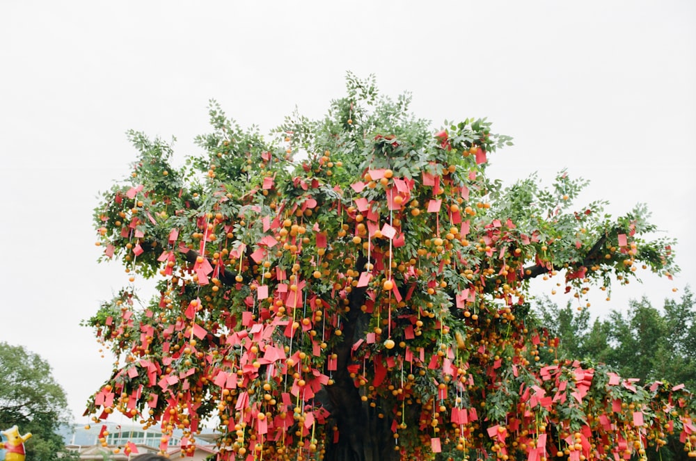 Ein großer Baum mit roten Blüten, die an den Ästen hängen