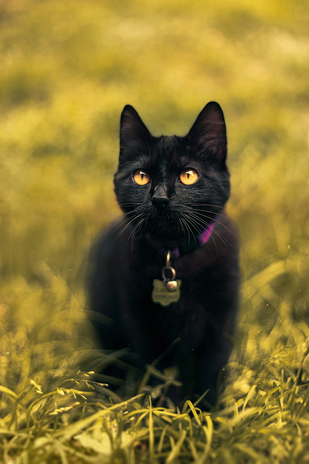 a black cat is sitting in the grass