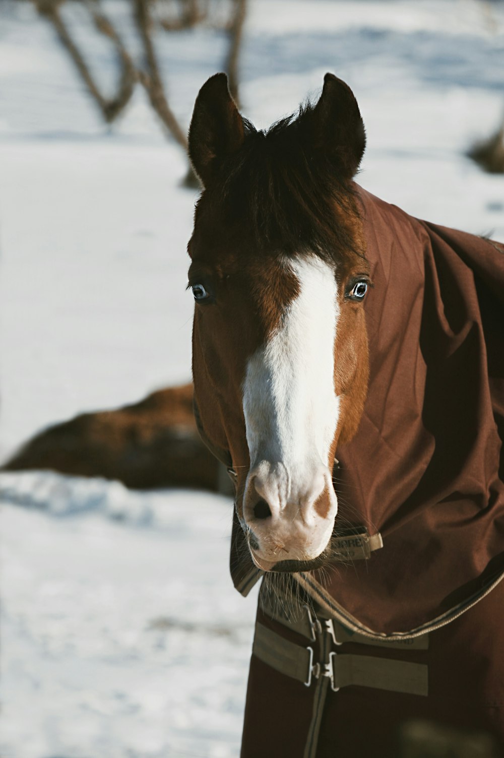 a brown and white horse wearing a brown blanket