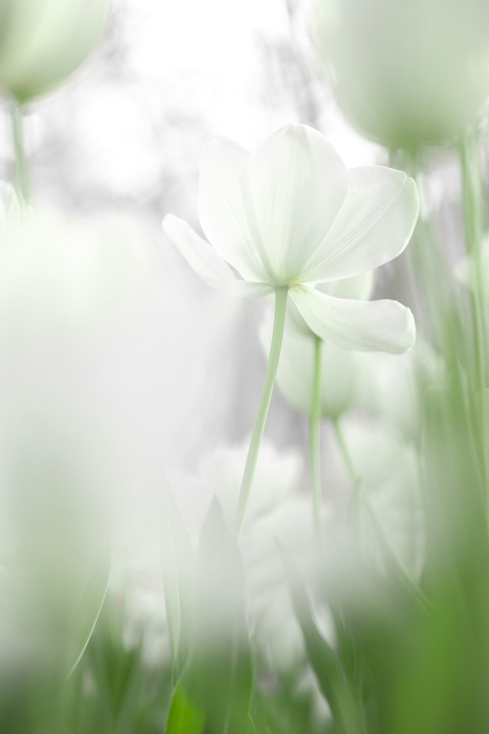 a bunch of flowers that are in the grass