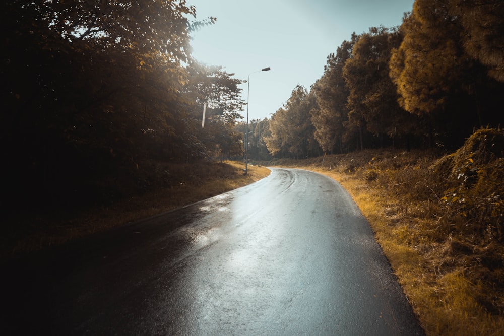 a wet road in the middle of a wooded area