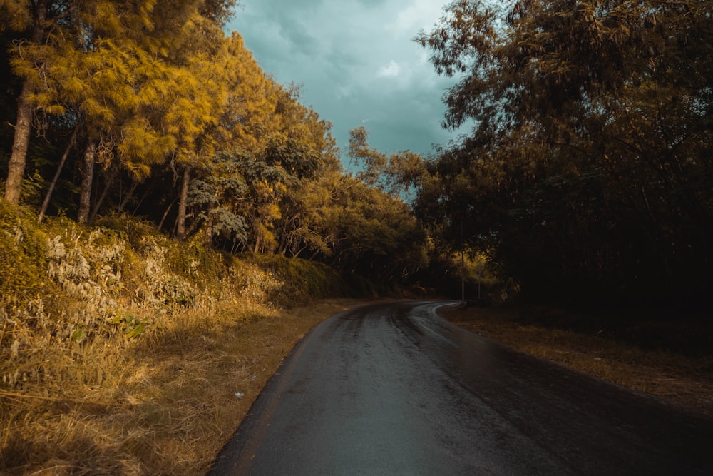 an empty road in the middle of a forest