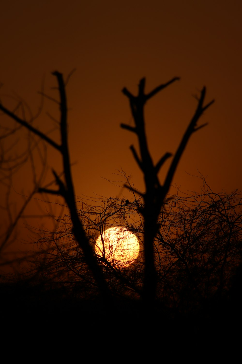 the sun is setting behind a tree with no leaves
