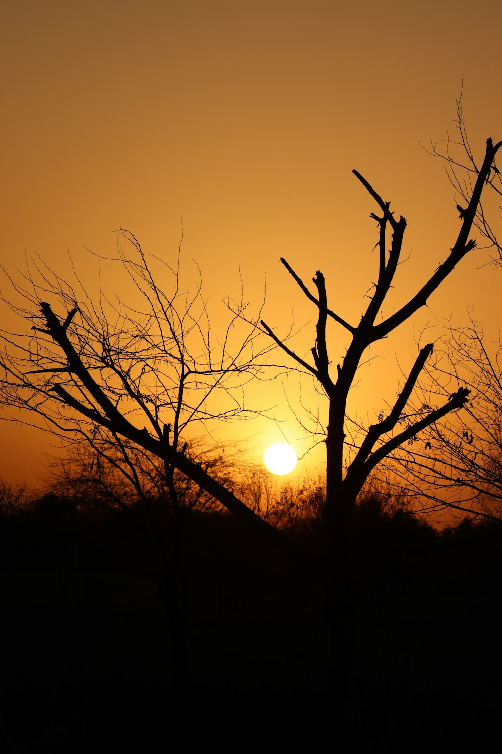 o sol está se pondo atrás de uma árvore nua