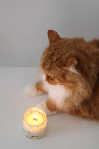 Close-up of a cozy cat curled up next to a glowing candle.