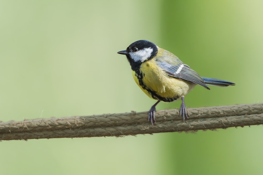 a small yellow and black bird sitting on a rope