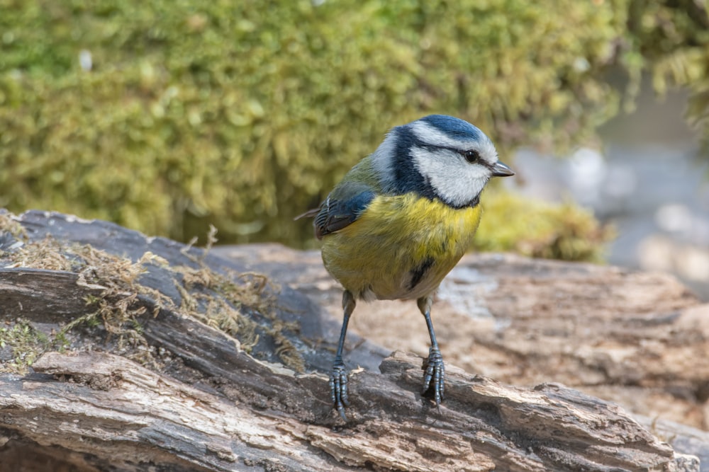 a blue and yellow bird standing on a rock