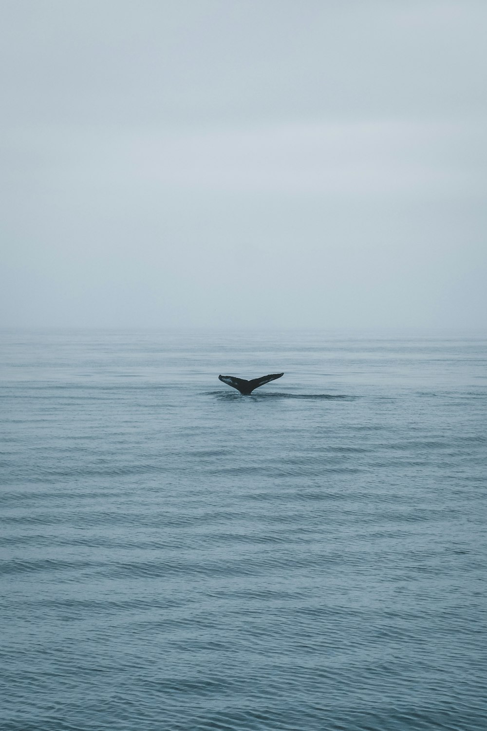 a whale tail flups out of the water