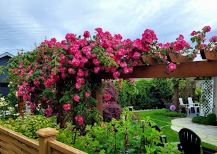 Beautiful pastel pink garden corner with wooden furniture and lush greenery