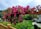 A vibrant garden with a newly installed pergola.