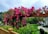 A vibrant garden with a newly installed pergola.