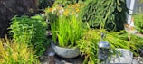 A lush garden scene featuring a variety of vibrant plants and flowers. A large ornamental pot in the foreground contains tall green leaves. Surrounding the pot, there are other plants, including a bush with orange flowers. A decorative lantern and a cylindrical ornament can be seen on the ground.