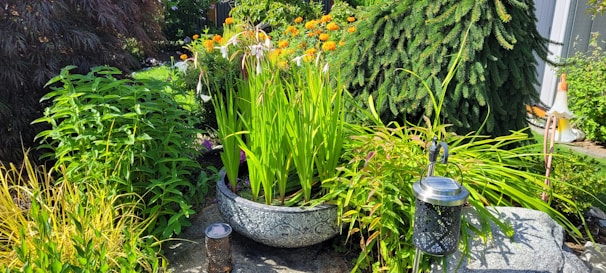 A lush garden scene featuring a variety of vibrant plants and flowers. A large ornamental pot in the foreground contains tall green leaves. Surrounding the pot, there are other plants, including a bush with orange flowers. A decorative lantern and a cylindrical ornament can be seen on the ground.