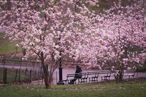 A serene cherry blossom park in Japan, with delicate pink flowers in full bloom.