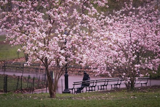 A serene cherry blossom park in Japan, with delicate pink flowers in full bloom.