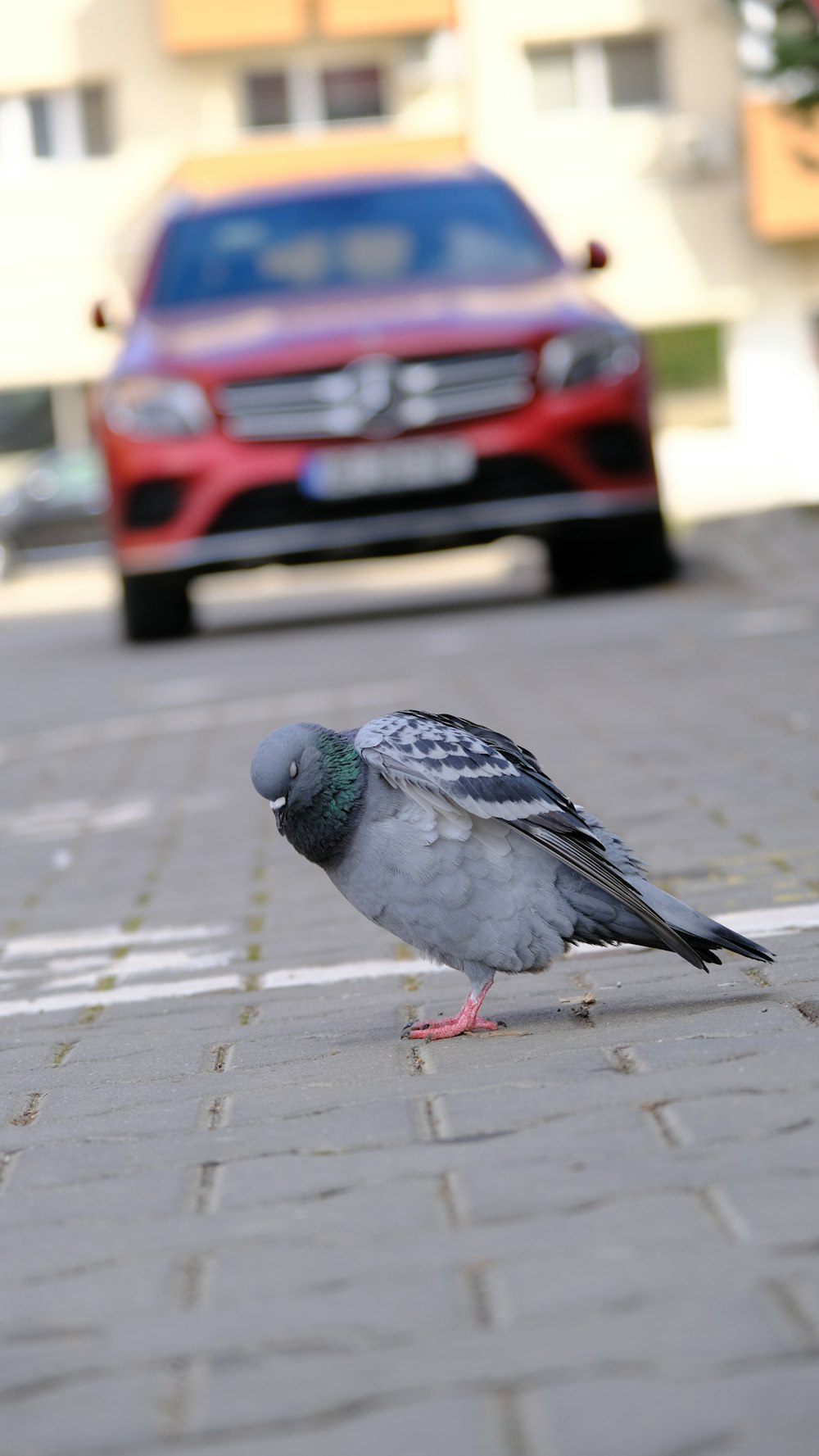 a pigeon is standing on the sidewalk next to a red car