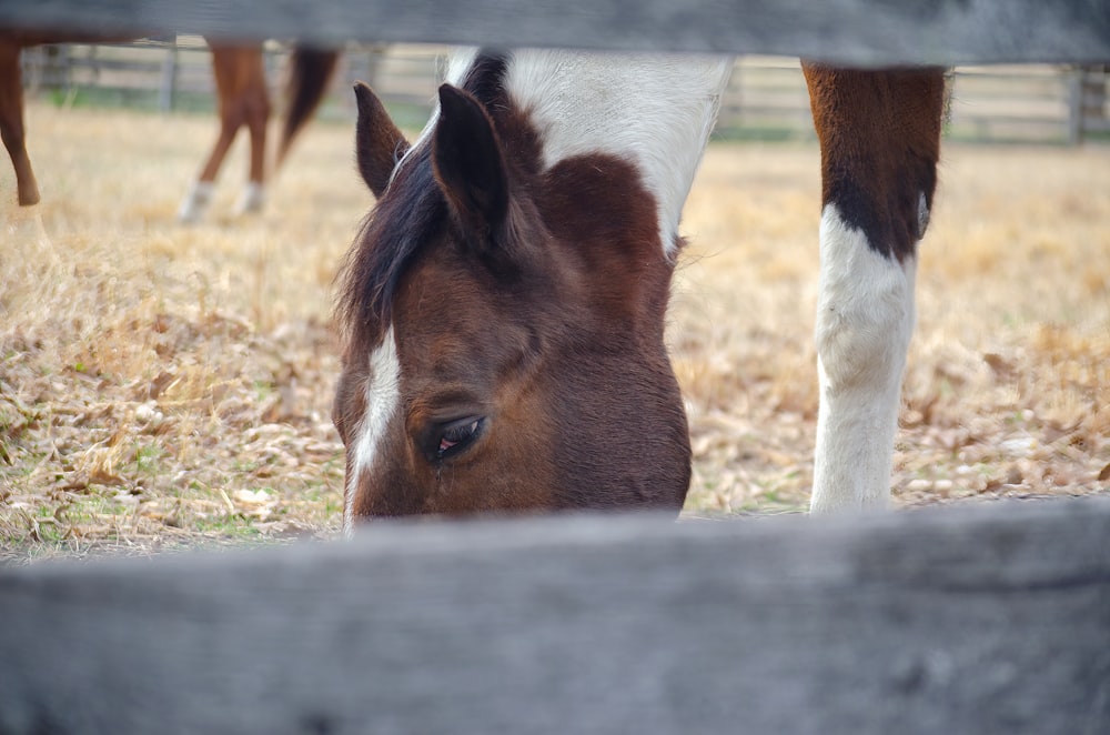 a brown and white horse standing next to a wooden fence