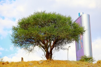 A large, lush tree stands on a grassy mound under a partly cloudy sky. To the right, a tall billboard with purple and metallic elements is visible, along with a streetlight. The contrasting colors highlight a natural and urban juxtaposition.