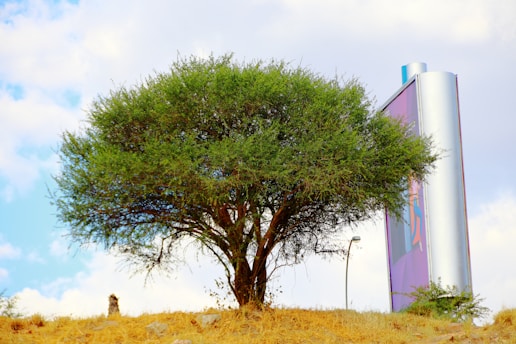 A large, lush tree stands on a grassy mound under a partly cloudy sky. To the right, a tall billboard with purple and metallic elements is visible, along with a streetlight. The contrasting colors highlight a natural and urban juxtaposition.
