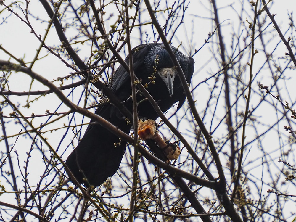 a black bird sitting on top of a tree branch