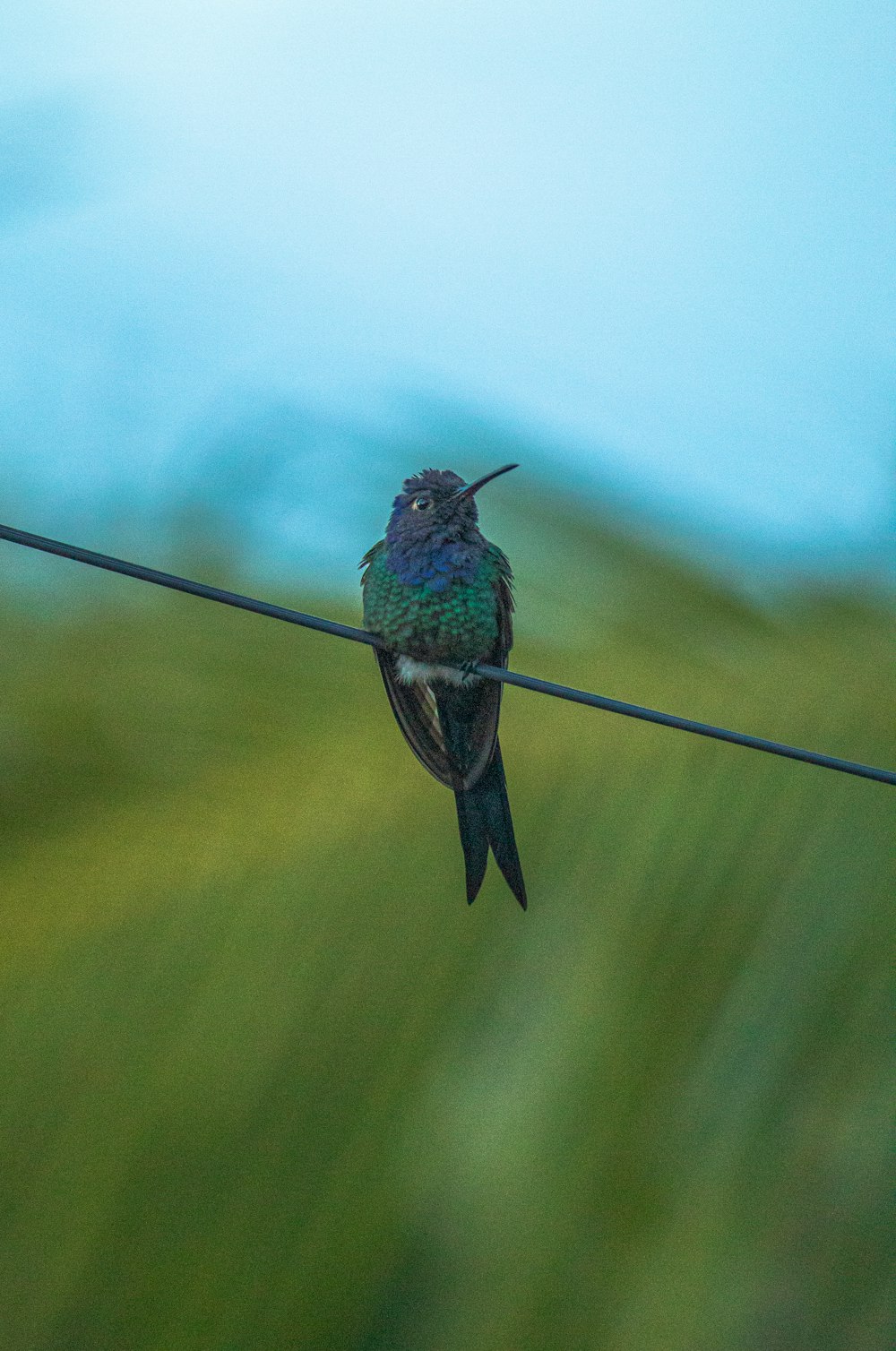 a hummingbird sitting on a wire with a blurry background