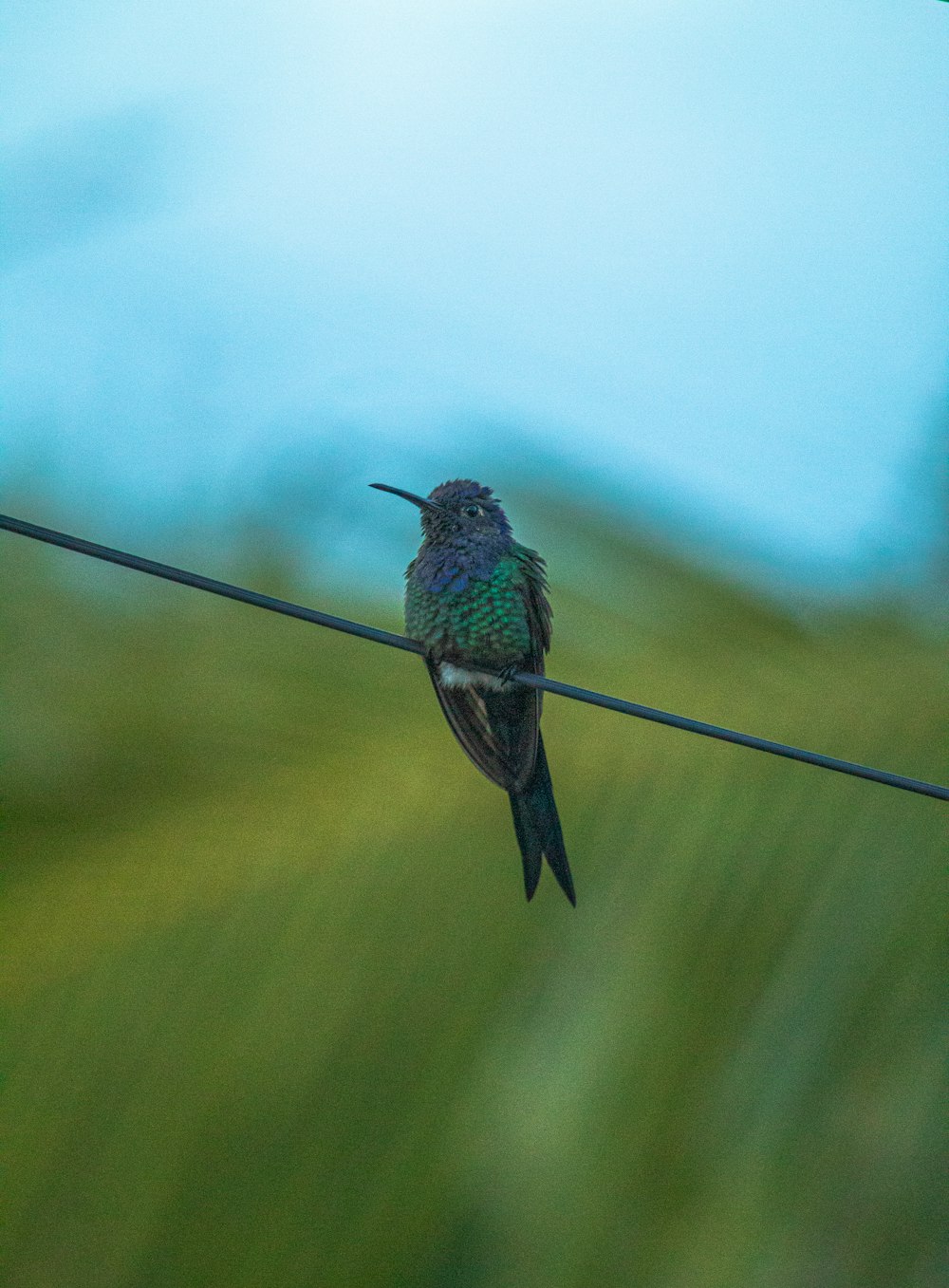 a small bird sitting on a wire with a blurry background