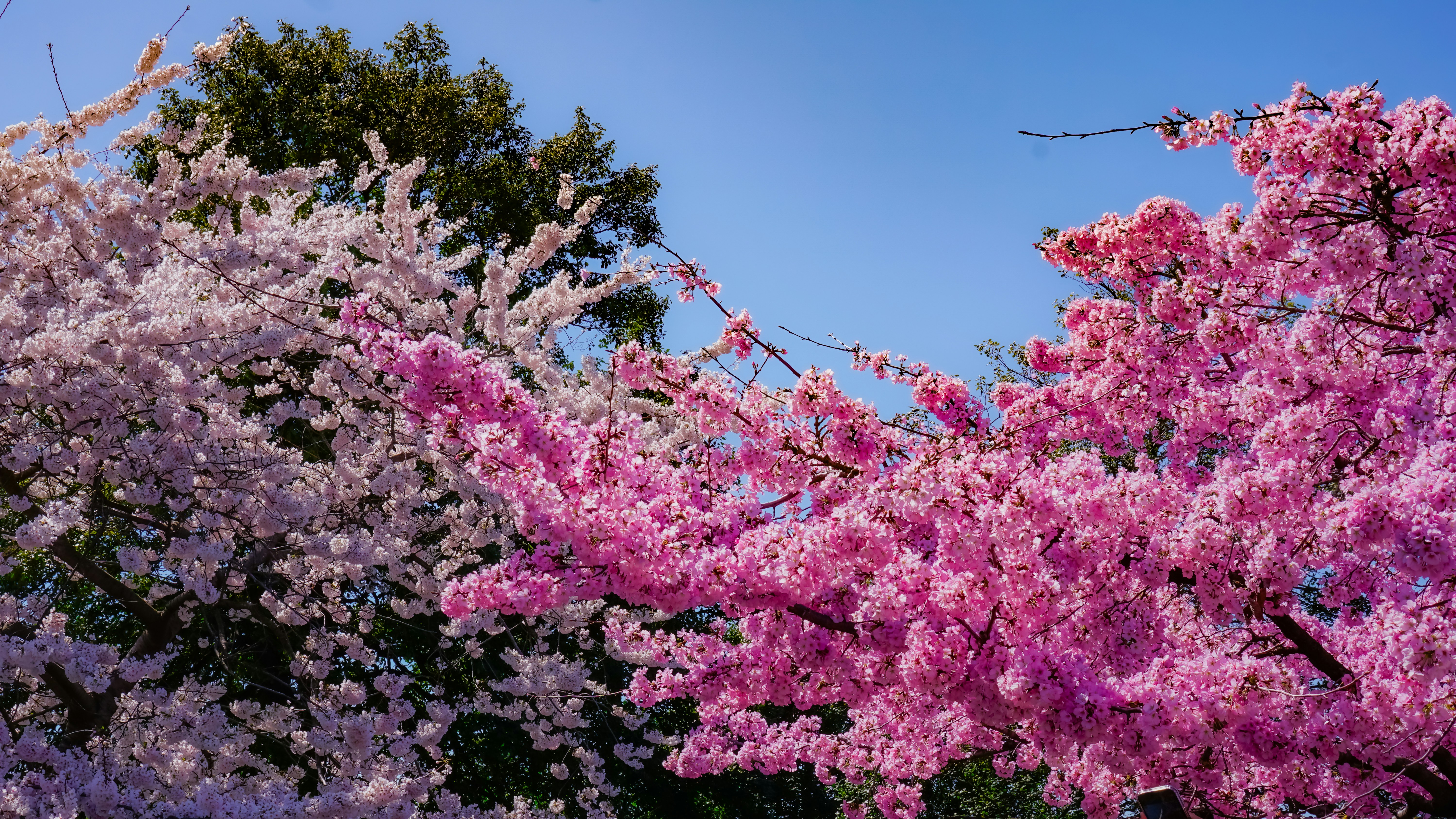 Un árbol lleno de muchas flores rosadas