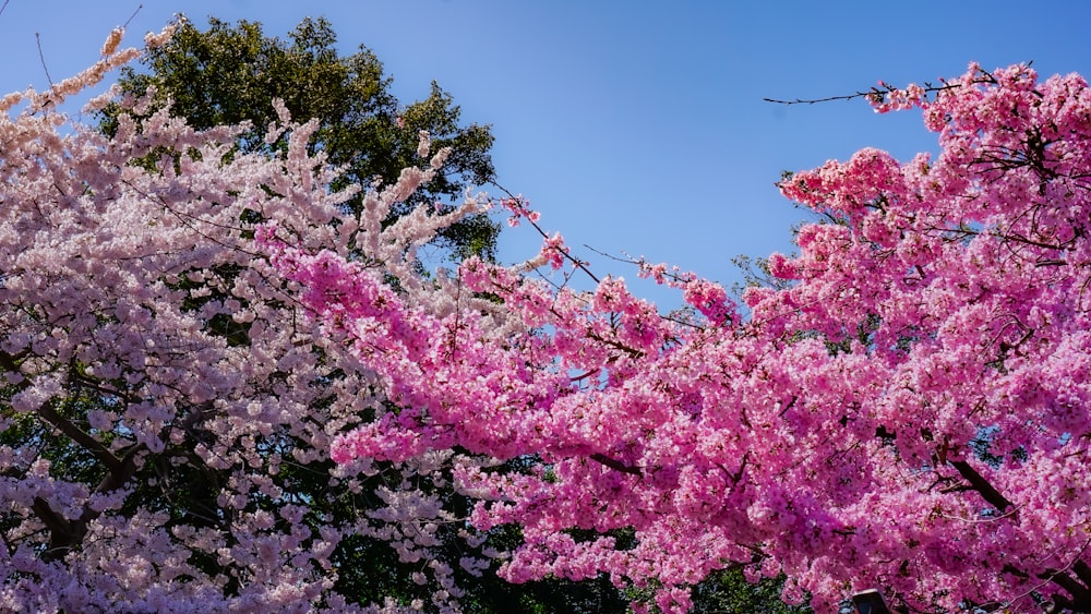 a tree filled with lots of pink flowers