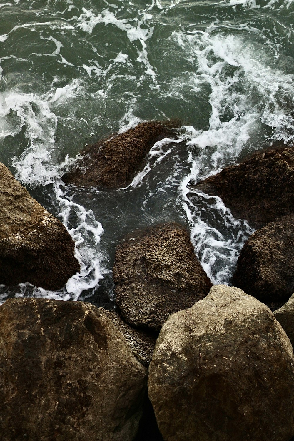 a bird sitting on top of a rock next to the ocean