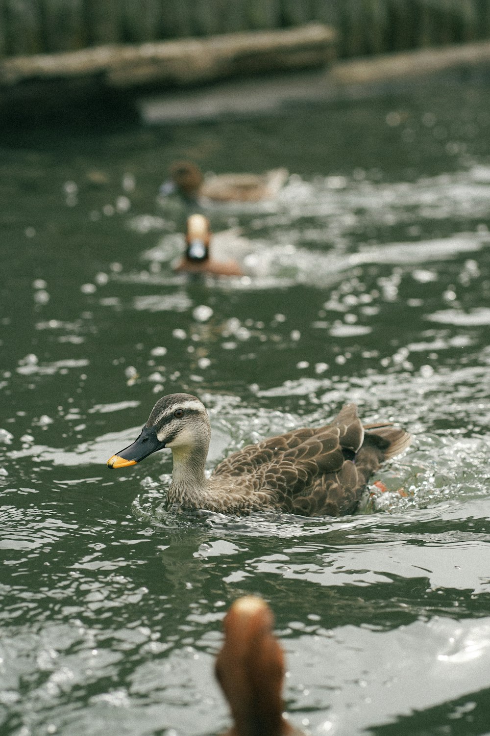 a group of ducks swimming on top of a lake