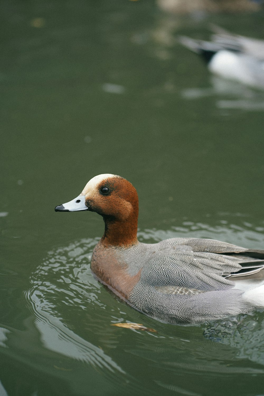 a duck floating on top of a body of water