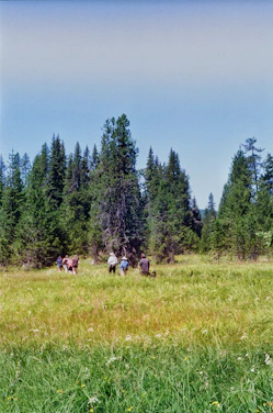 A group of volunteers repairing a forest trail surrounded by tall evergreens under a clear blue sky.