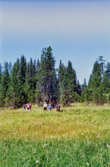 A group of volunteers repairing a forest trail surrounded by tall evergreens under a clear blue sky.